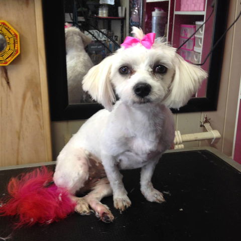 Lyns Total Pet Care - Renee 2