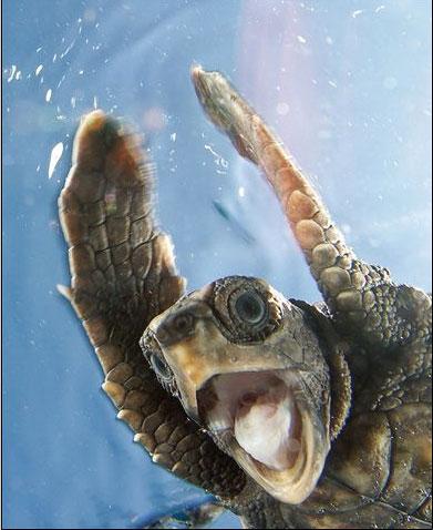 Kirra Dive “On The Tweed” - Internet Find 1