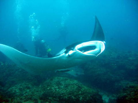 Kirra Dive “On The Tweed” - Internet Find 3