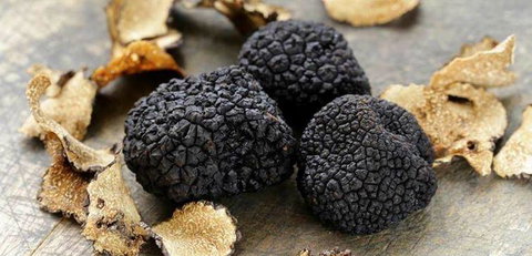 Lord Cardigan - Renee 0