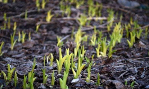 Lord Cardigan - Renee 2