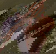 Loquat - Qld Realsetate