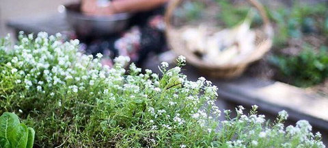 Pascoe Vale RSL - Renee 0