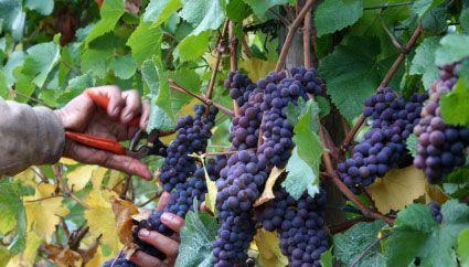 Toy's Garden Restaurant - Swimm 11