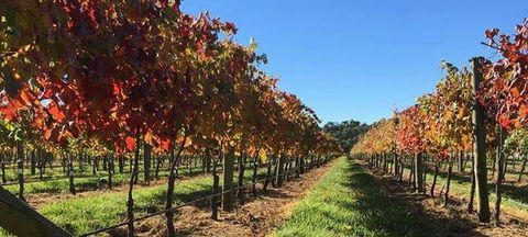 Toy's Garden Restaurant - Swimm 3