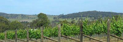 Toy's Garden Restaurant - Swimm 6