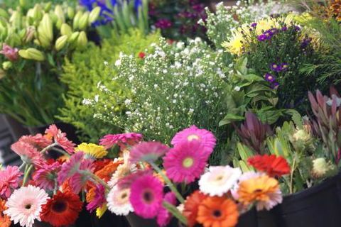 Grafton Florist - Renee 0