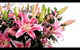 Grafton Florist - thumb 2