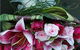Jen’s Flowers–Medowie - thumb 4
