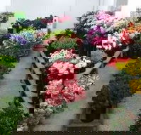 Townsville Flower Market - Renee