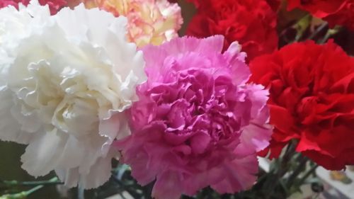 Florists Coolangatta QLD Renee