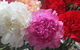 Coolangatta Florist - thumb 0