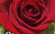 Coolangatta Florist - thumb 3