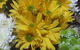 Coolangatta Florist - thumb 4