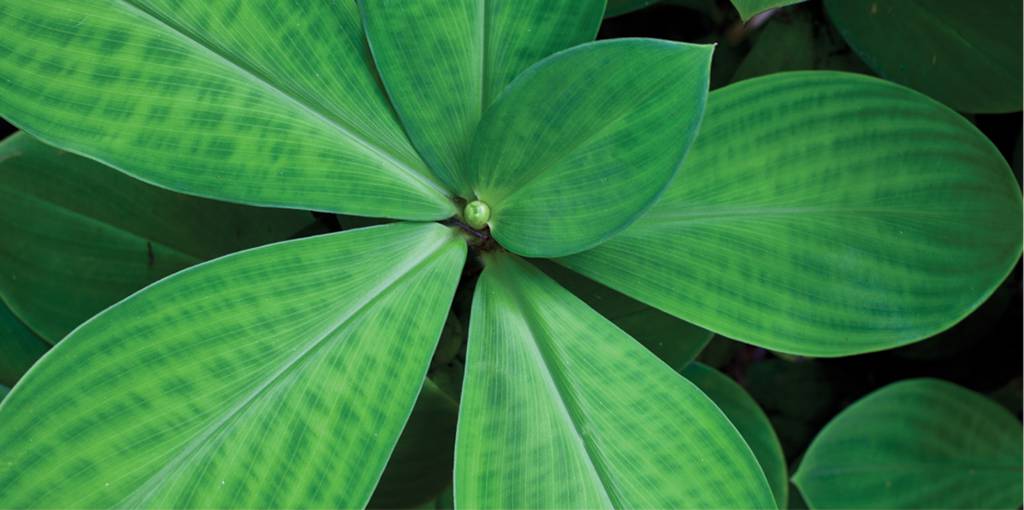 Cafes Coffee Shops Freshwater QLD Swimm