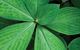 Limberlost Nursery & Garden Centre - thumb 0