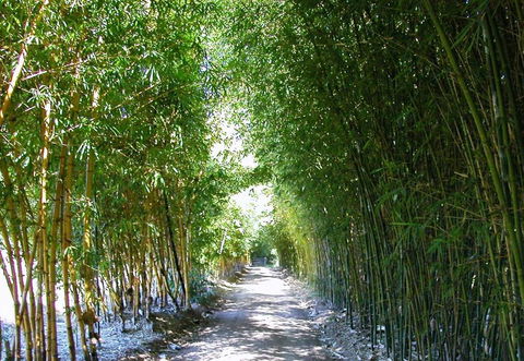 Bamboo Australia Pty Ltd - Renee 2