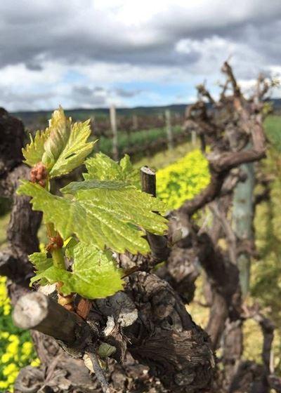 Serafino Restaurant - Renee 1