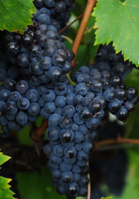 Lunch Craft - Internet Find 12