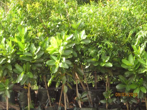 Nurseries Garden Centres Yeppoon QLD Renee