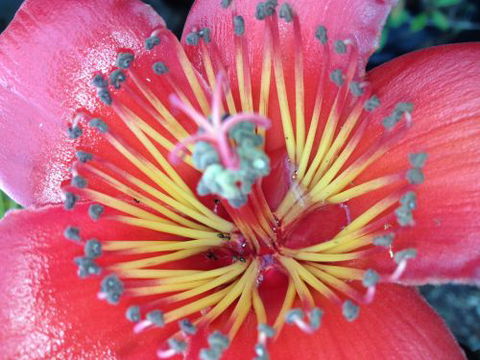 Boundary Nurseries - Internet Find 1