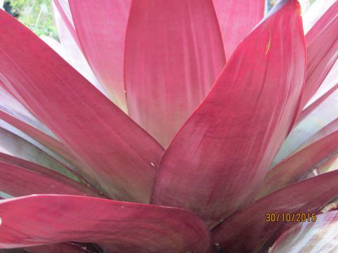 Boundary Nurseries - Internet Find 3