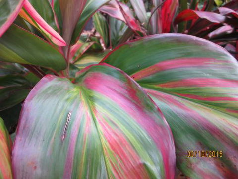 Boundary Nurseries - Internet Find 4