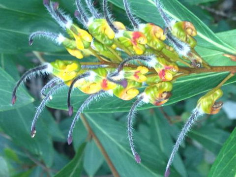 Boundary Nurseries - Internet Find 5