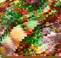 The Angry Pigeon - Qld Realsetate