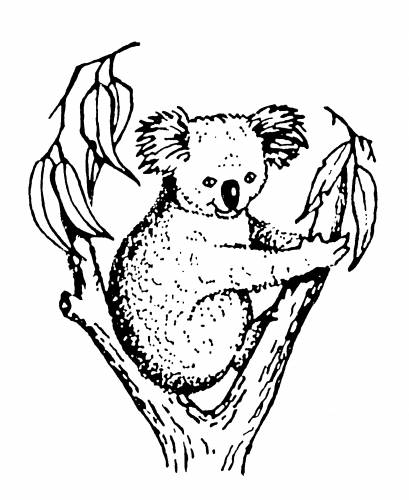 Koala Accounting & Taxation - Swimm 2