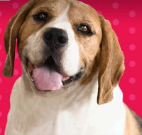 Synergy Professional Accounting Solutions - Internet Find