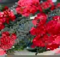 Poppys Home Garden Centre - Qld Realsetate