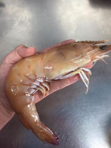 Northern Rivers Seafood - Swimm 4