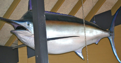 Crescent Head Tavern - Renee 2