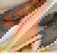 KFC - Qld Realsetate