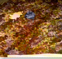 Pizza Riviera - Qld Realsetate