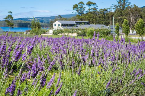 Port Arthur Lavender - Renee 0