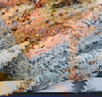 Lawley's Bakery Cafe - Renee