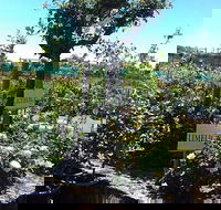 Roworth Rose Nursery - Renee