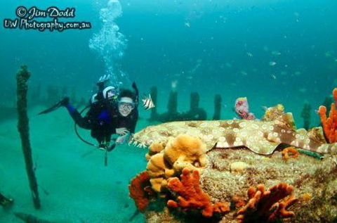 Let’s Go Adventures–Dive Nelson Bay - Internet Find 1