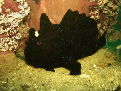 Let’s Go Adventures–Dive Nelson Bay - Internet Find 4