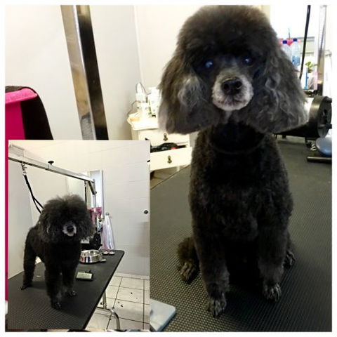 Aloha K9 Services Dog Grooming & Training - Renee 0