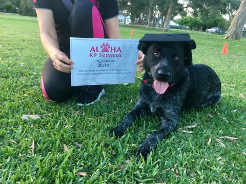Aloha K9 Services Dog Grooming & Training - Renee 3