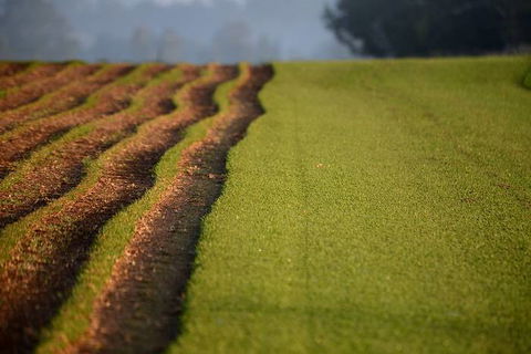 Earl’s Turf Supplies - Renee 1