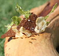 Fervor - Qld Realsetate