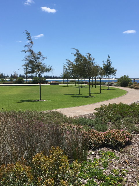 Coffee Cat - Internet Find 3