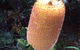 Bluff Knoll Cafe - thumb 4