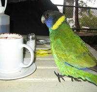 cafe on the dam - Swimm