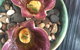 Orana - thumb 6