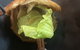 Orana - thumb 8